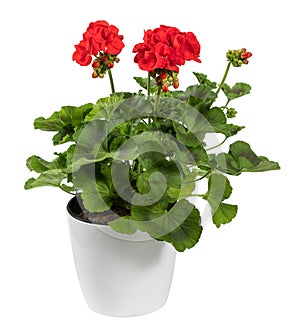 Lush red zonal geranium flower in pot