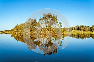 Lush reflection