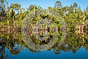 Lush reflection