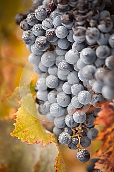 Lush, Ripe Wine Grapes with Mist Drops on the Vine