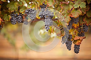 Lush, Ripe Wine Grapes on the Vine