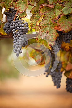 Lush, Ripe Wine Grapes on the Vine