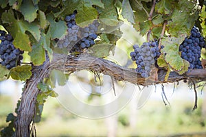 Lush, Ripe Wine Grapes on the Vine photo