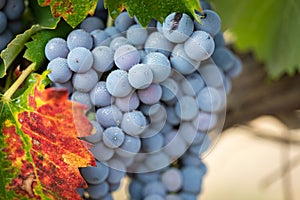 Lush, Ripe Wine Grapes on the Vine Ready for Harvest