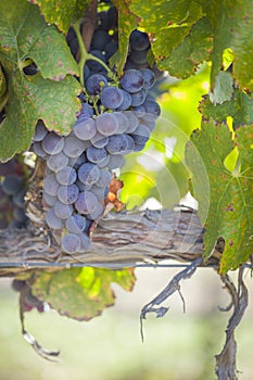 Lush, Ripe Wine Grapes on the Vine