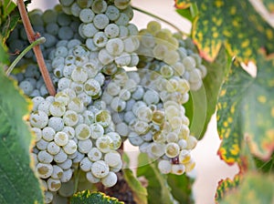 Lush, Ripe Wine Grapes on the Vine Ready for Harvest