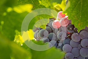 Lush, Ripe Wine Grapes on the Vine Ready for Harvesting