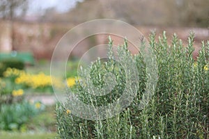 Lush rosemary bush in walled garden with blurred yellow flowers to side