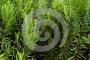 Lush rosemary bush with young shoots