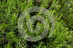 Lush rosemary bush with young shoots