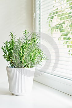 A lush rosemary plant potted in a white ribbed container, placed on a windowsill and softly lit by natural daylight