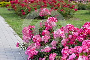 Lush roses bush in summer garden