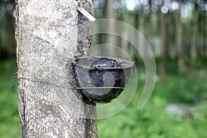 Lush Rubber Tree Plantation in Malaysia