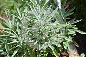 Lush Sage Bush