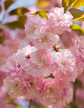 Lush sakura blossoms in the spring