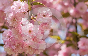 Lush sakura blossoms in the spring