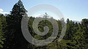 Lush scenery in redwood tree forest, California on a sunny day