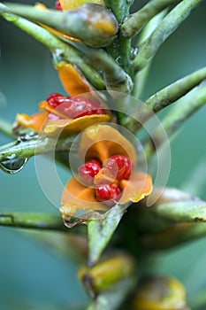 The lush seed of the kahili ginger