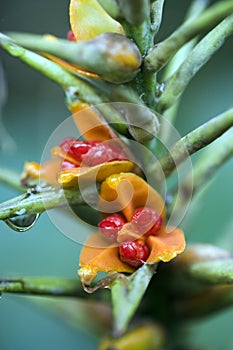 The lush seed of the kahili ginger photo