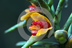 The lush seed of the kahili ginger photo