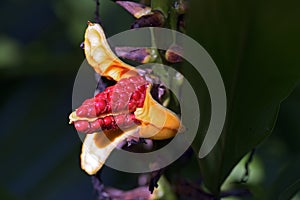 The lush seed of the white ginger lily