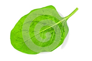 Lush spinach leaf