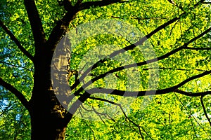 Lush spring forest greenery. Bottom view of decidious tree illuminate by sun photo