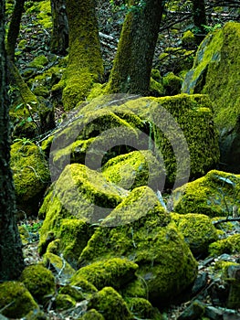 Lush spring moss covers boulders in the forest