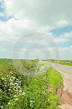 Lush spring shrubbery along the roadside in the English countryside.