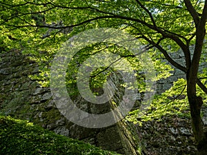 Lush springtime greenery of momiji trees under the walls of Marugame castle