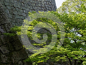 Lush springtime greenery of momiji trees under the walls of Marugame castle