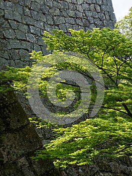 Lush springtime greenery of momiji trees under the walls of Marugame castle