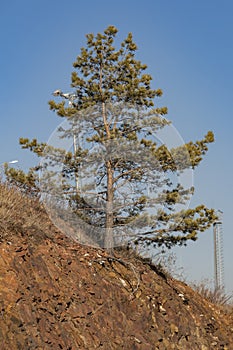 A lush spruce on a rocky mountainside against a blue sky.