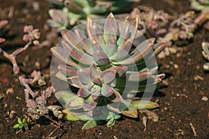 Lush succulent plant on a garden