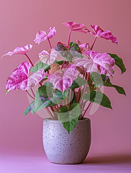 Lush Syngonium in bright pink pot photo