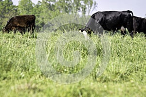 Lush, tall springtime pasture