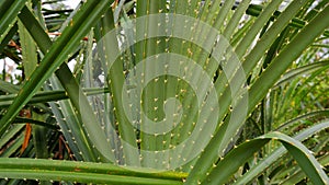 A Lush Tamannus Tree With Elongated And Thorny Leaves