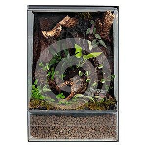 Lush Terrarium Featuring a Rich Mix of Textured Plants and Moss