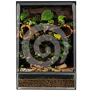 Lush Terrarium Garden with a Variety of Tropical Plants and Wood Accents