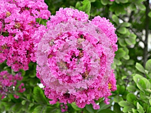 Lush terry pink inflorescence of crape myrtle