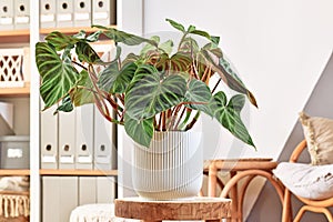 Lush topical `Philodendron Verrucosum` houseplant with dark green veined velvety leaves