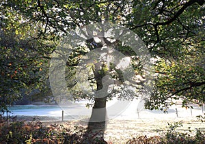 Lush tree backlit with sunlight in Sutton park, Birmingham, UK