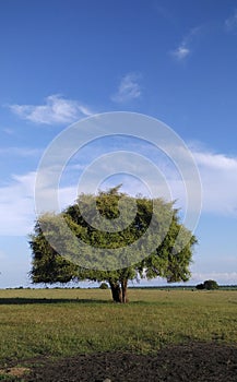 Lush tree on dry land