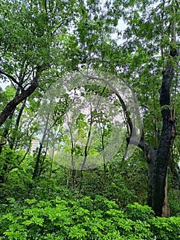 Lush tree with green foliage in the foresh