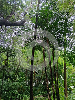 Lush tree with green foliage in the foresh