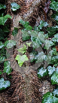 Lush tree with a long trunk covered in vibrant hedera helix providing a shade of natural beauty photo