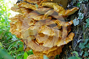 Lush tree mushroom in orange and various brown tones  2