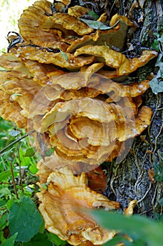 Lush tree mushroom in orange and various brown tones