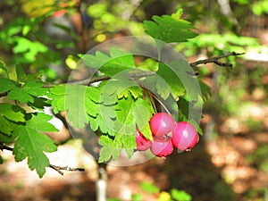 Green branch of wild raspberries with three red and juicy raspberries