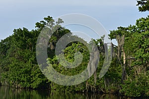 Lush Trees Growing Along the River Banks and Waterways